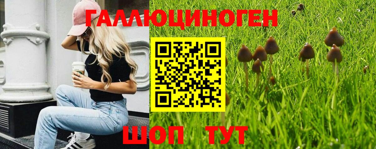 Кудрово  Псилоцибиновые грибы MAGIC MUSHROOMS  Вход с VPN 